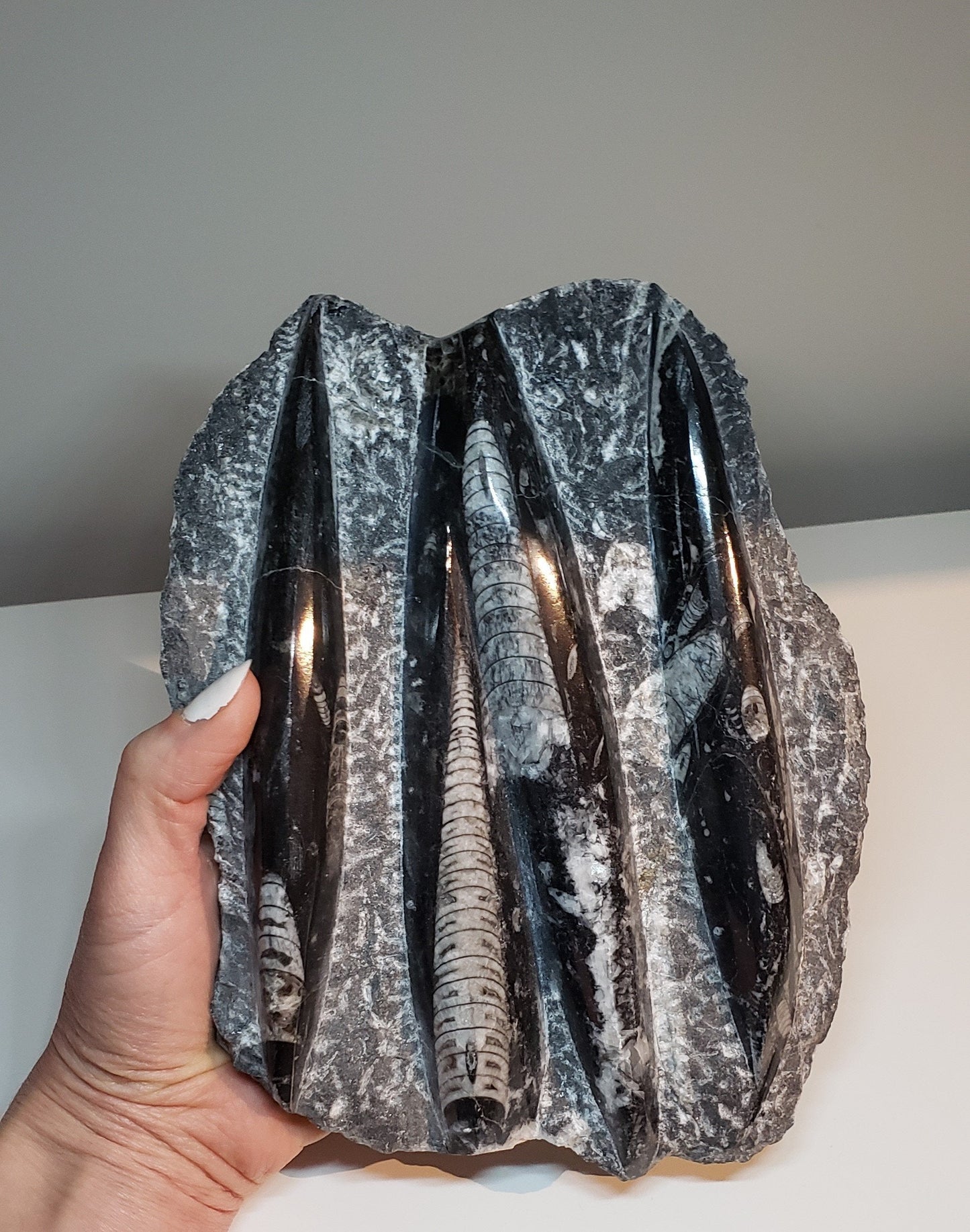 Orthoceras Fossils
